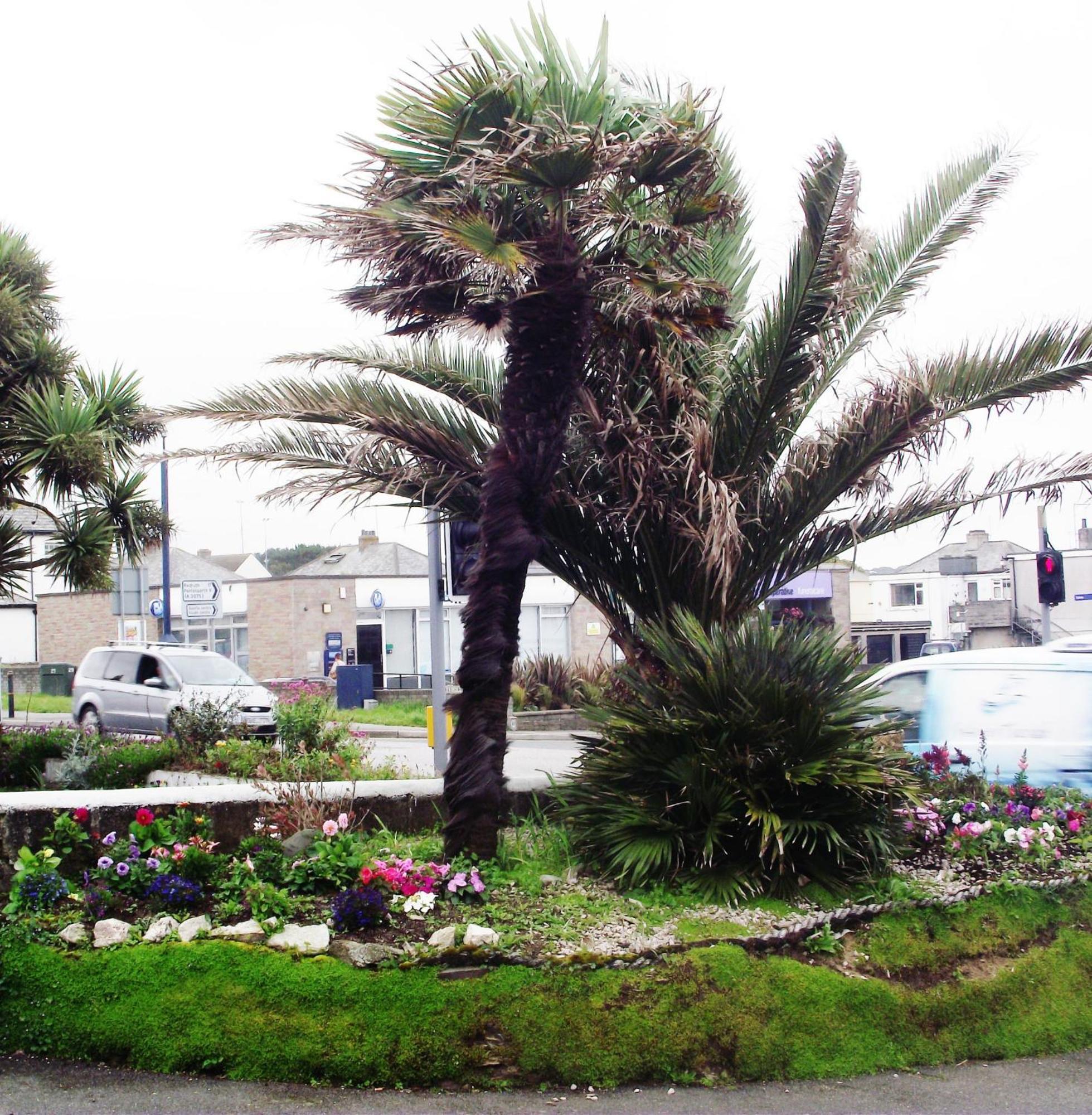 Bed and Breakfast Jasmine House New Quay Exteriér fotografie